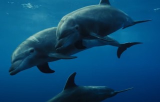 Aperçu de Dauphins : Regards d'Humains